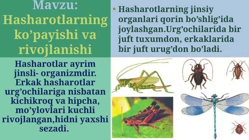 Hasharotlarning ko’payishi va rovojlanishi