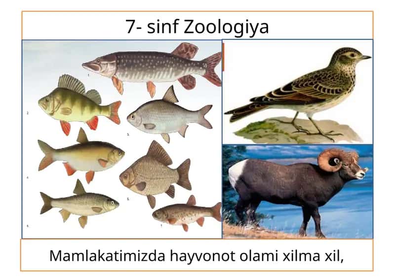 Mamlakatimizda hayvonot olami xilma xil,