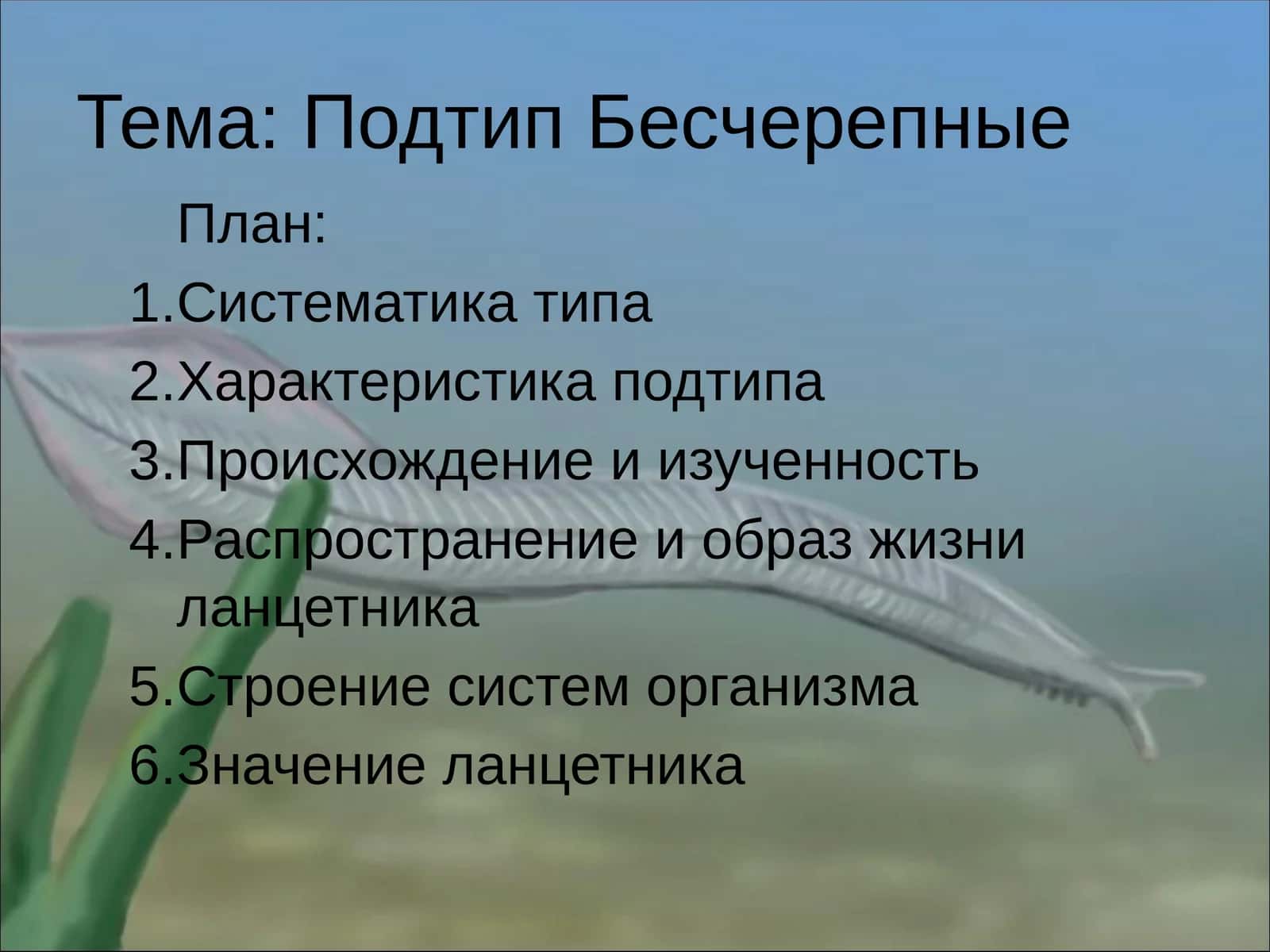 Ланцетник –BRANCHIOSTOMA LANCEOLATUM