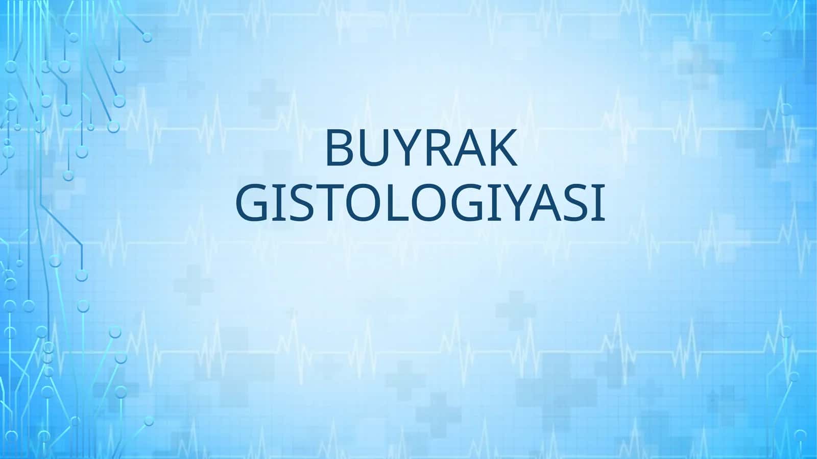 BUYRAK GISTOLOGIYASI