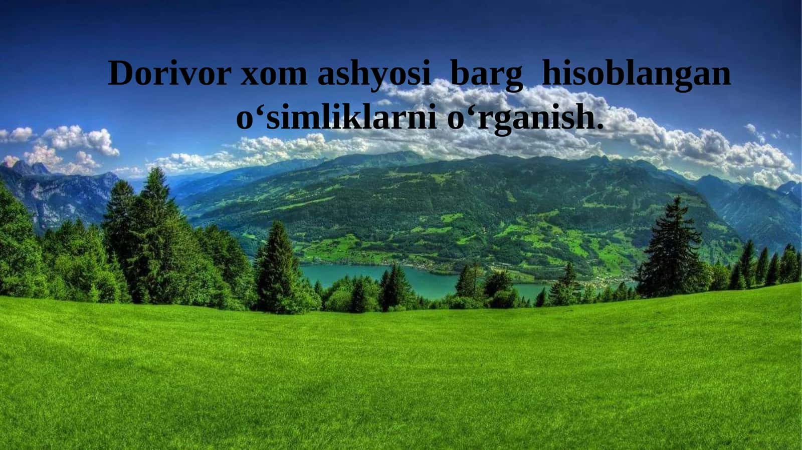 Dorivor xom ashyosi  barg  hisoblangan o‘simliklarni o‘rganish.