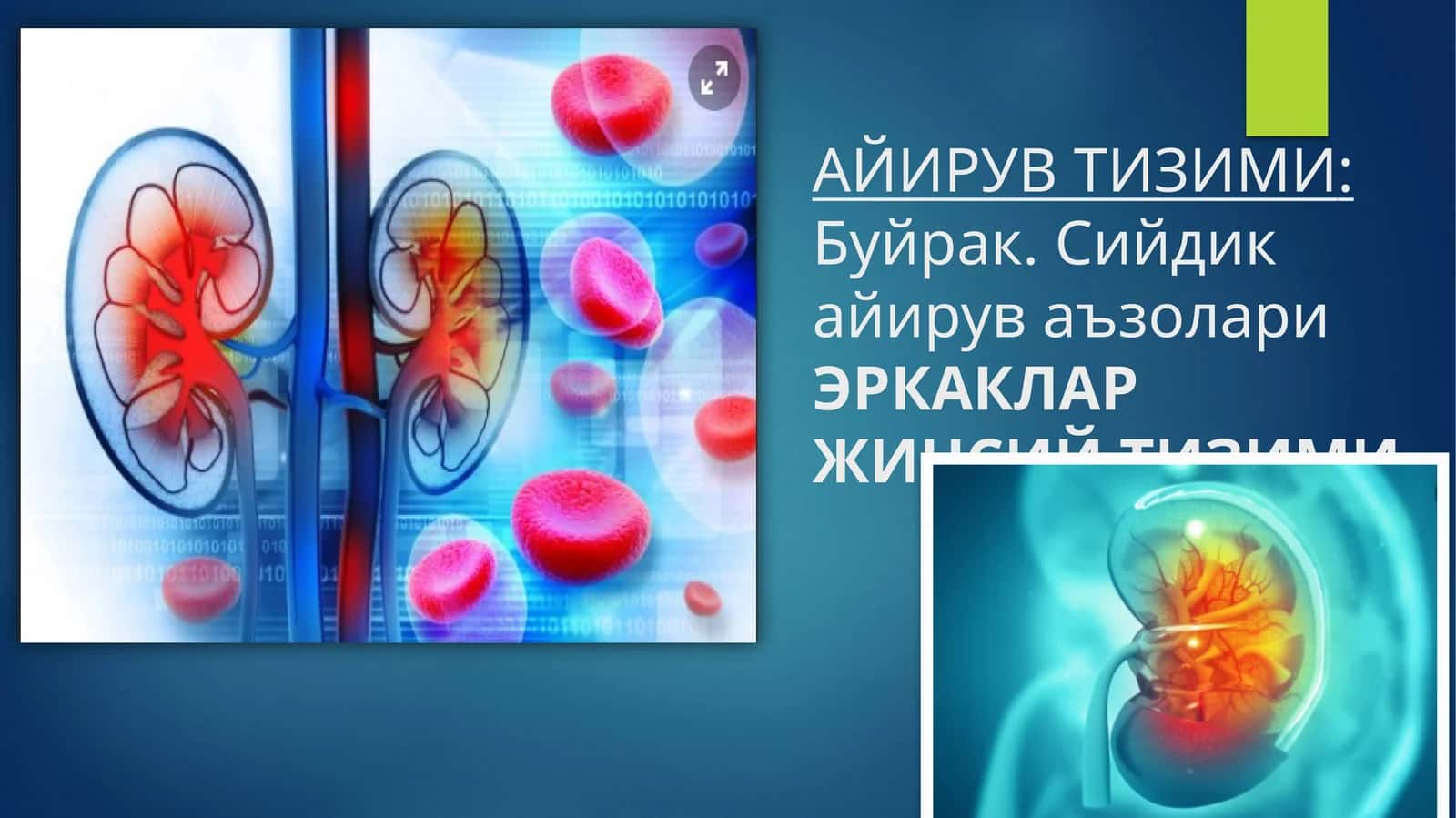 ЭРКАКЛАР ЖИНСИЙ ТИЗИМИ
