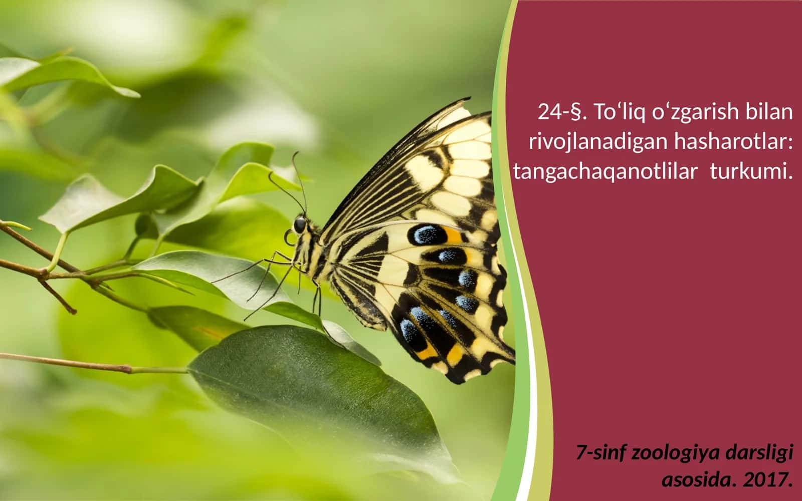 7-sinf Zoologiya 'To'liq o'zgarish bilan rivojlanadigan hasharotlar tangachaqanotlilar turkumi' ko'rgazma