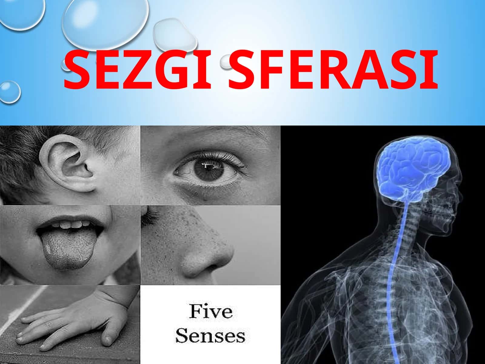 Sezgi sferasi