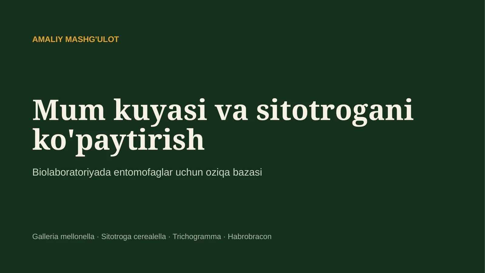 Mum kuyasi va sitotrogani ko'paytirish