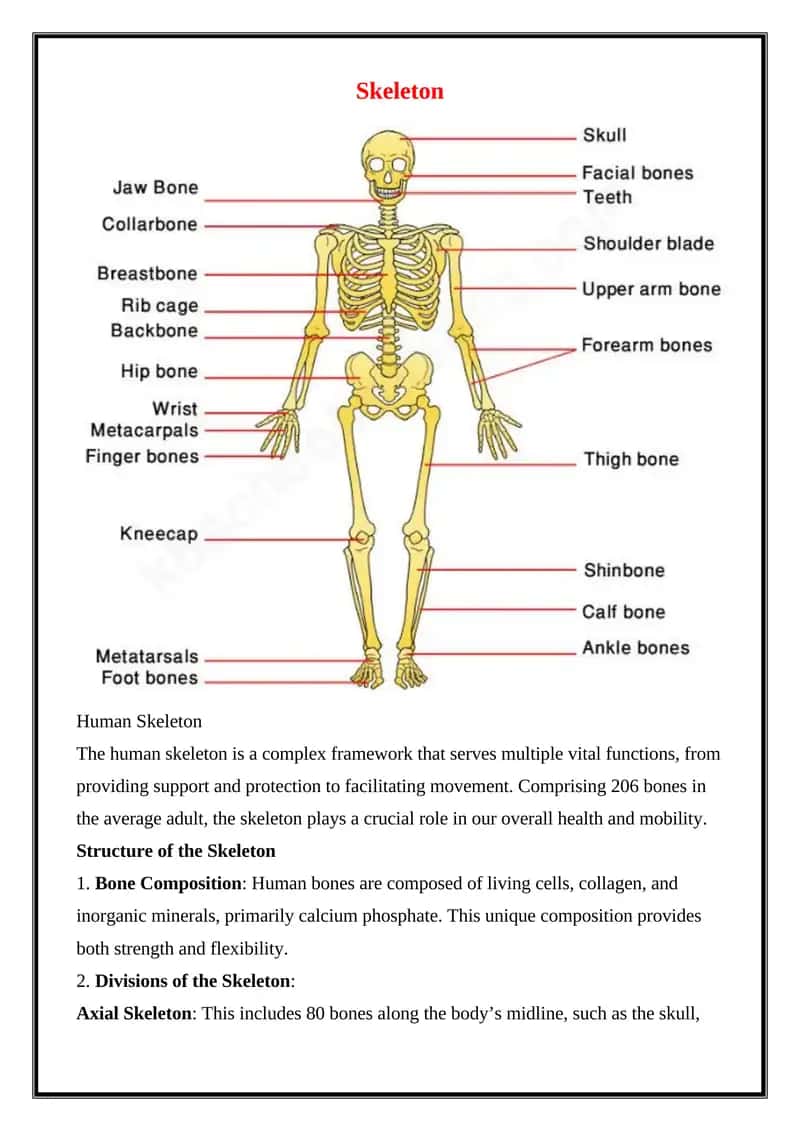 Skeleton