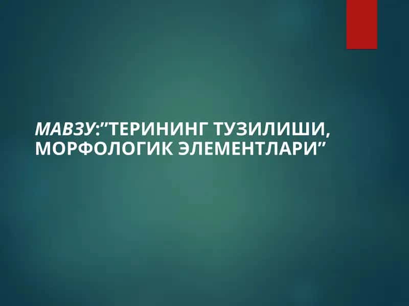 Терининг тузилиши, морфологик элементлари