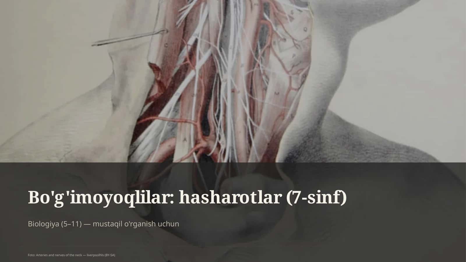 Bo'g'imoyoqlilar: hasharotlar (7-sinf)