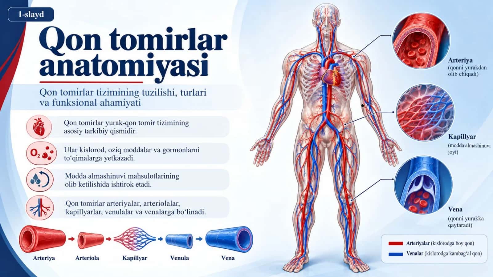 QON TOMIRLAR ANATOMIYASI — 15 TA PROFESSIONAL SLAYD