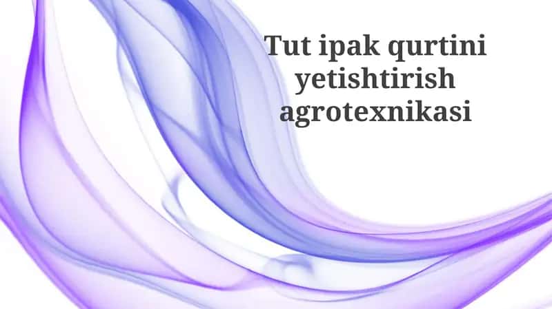 Tut ipak qurti boqish texnologiyasi