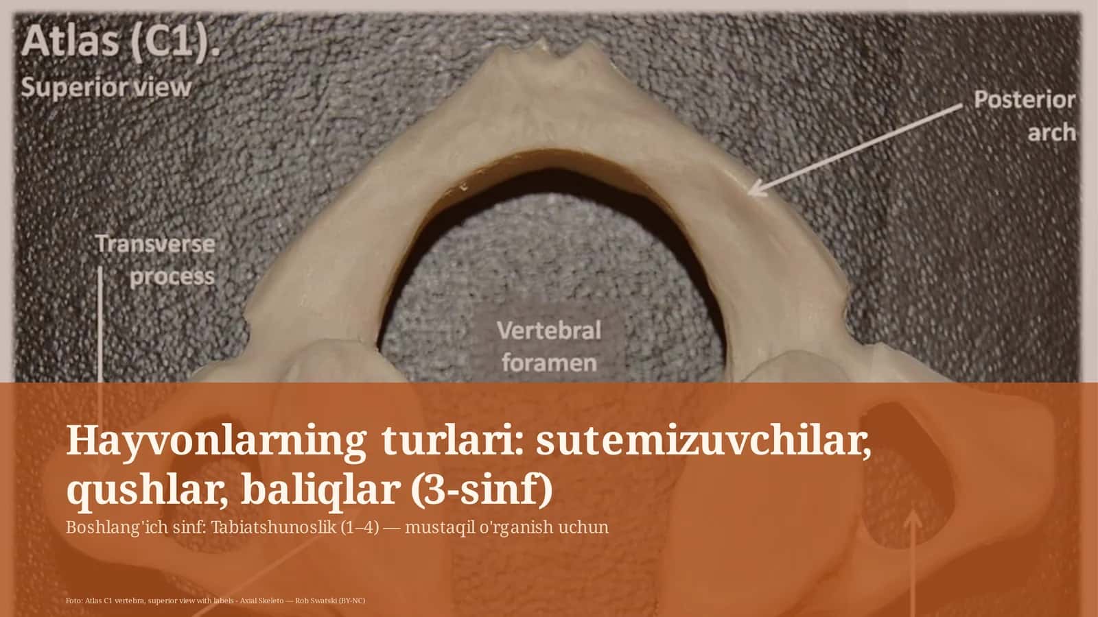 Hayvonlarning turlari: sutemizuvchilar, qushlar, baliqlar (3-sinf)