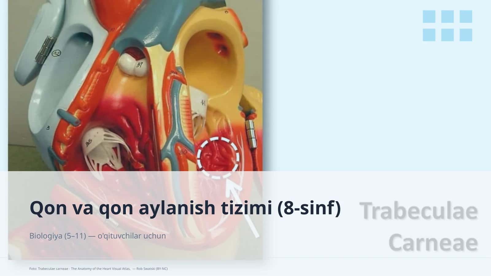 Qon va qon aylanish tizimi (8-sinf)