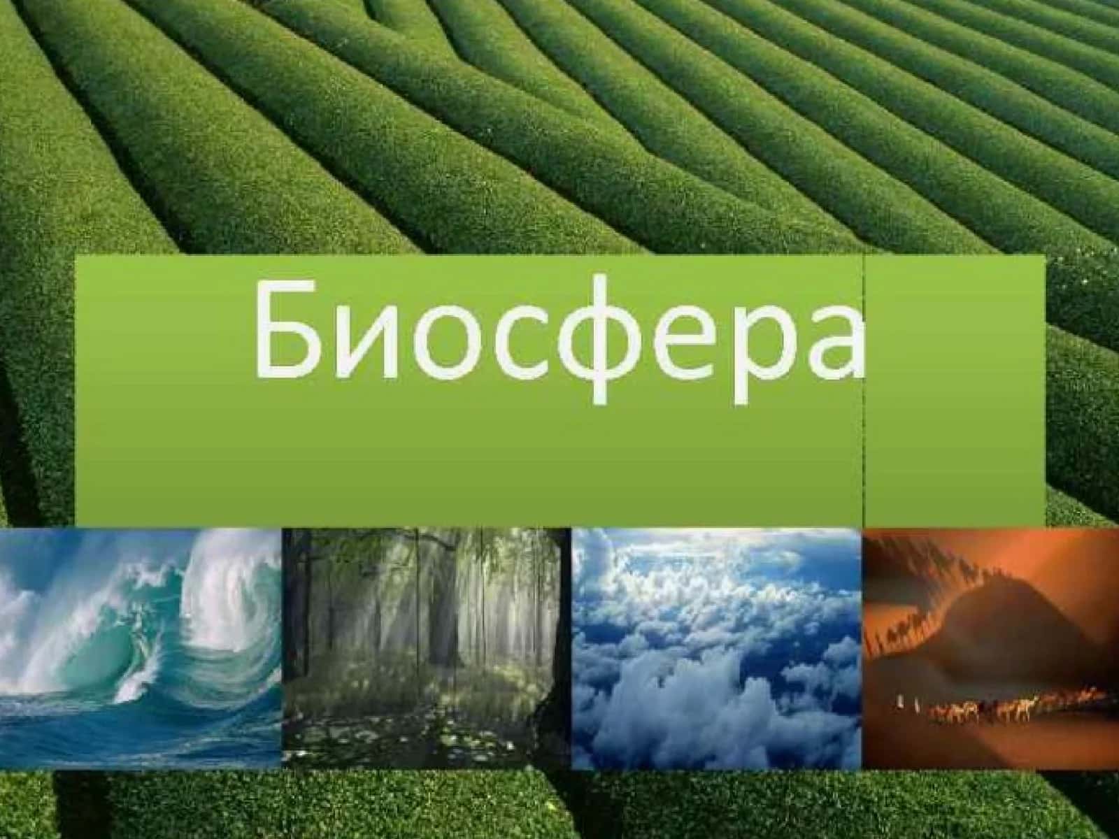 Биосфера(сфера жизни)