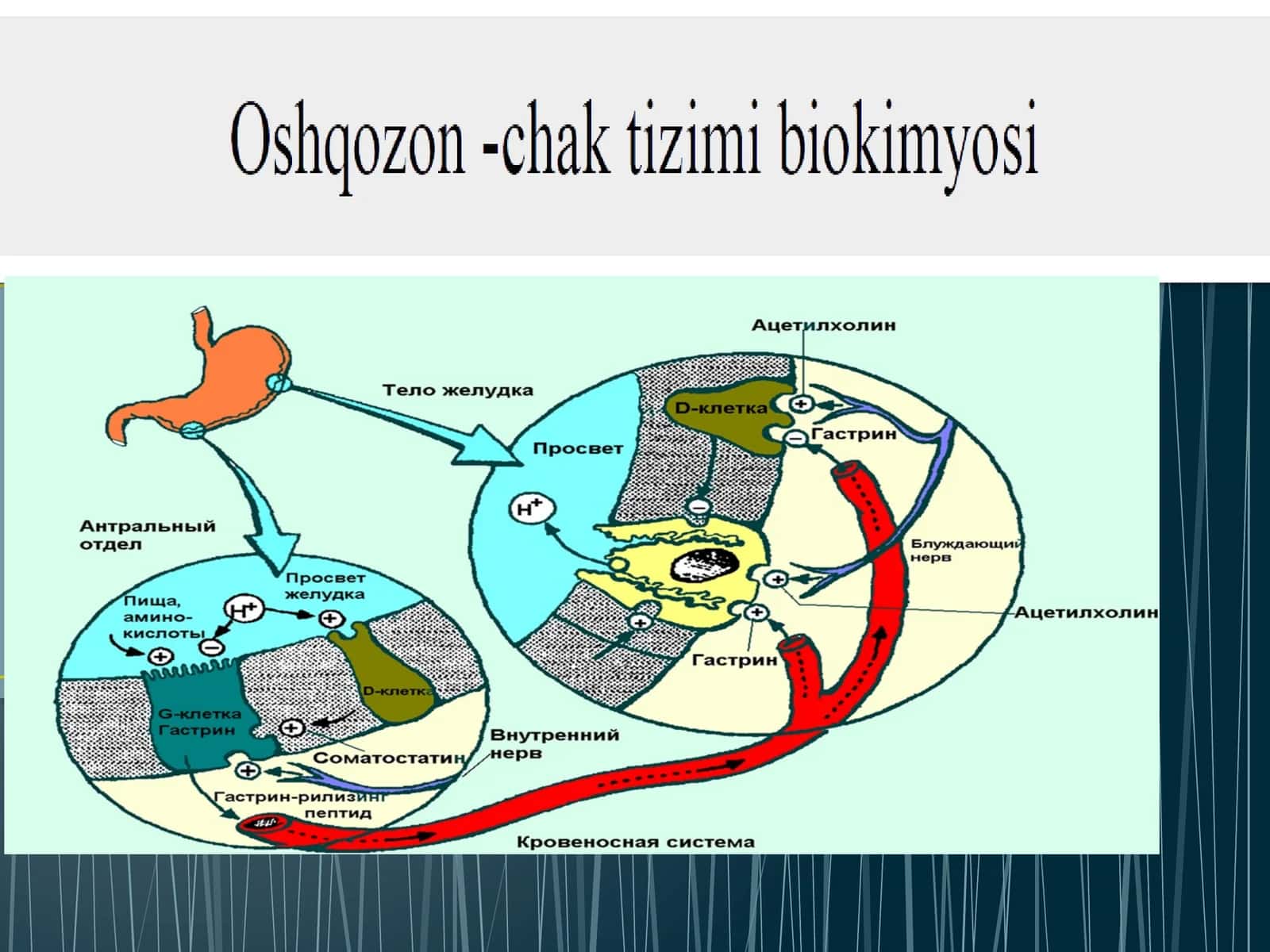 Hazm sistemasi