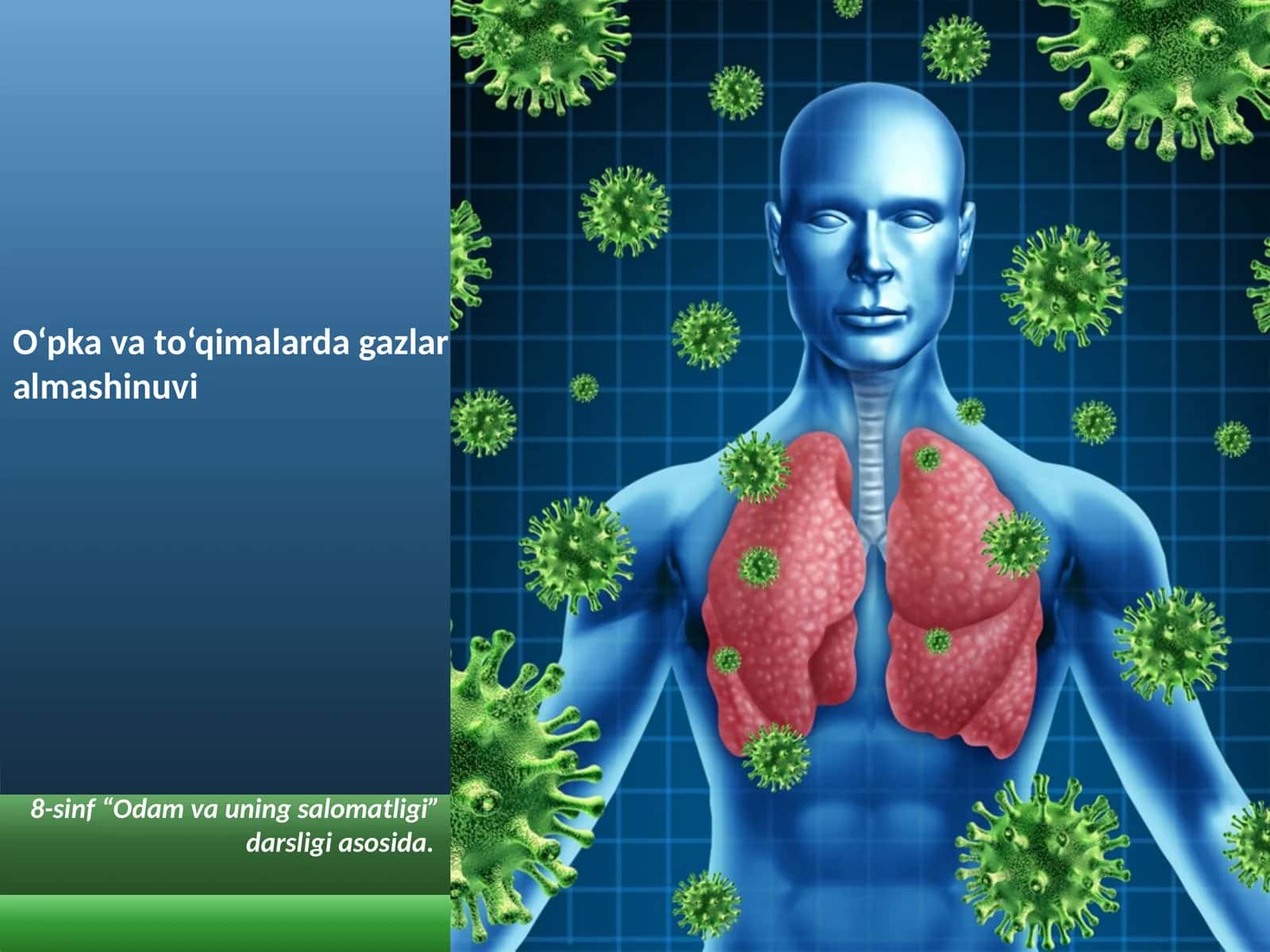 O‘pka va to‘qimalarda gazlar almashinuvi