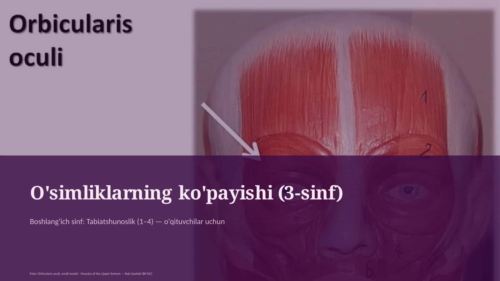 O'simliklarning ko'payishi (3-sinf)