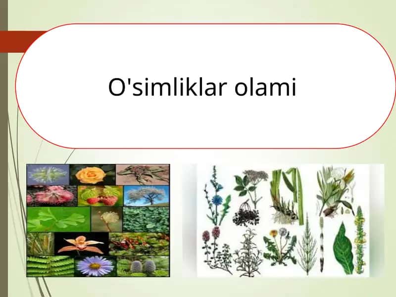 O'simliklar olami