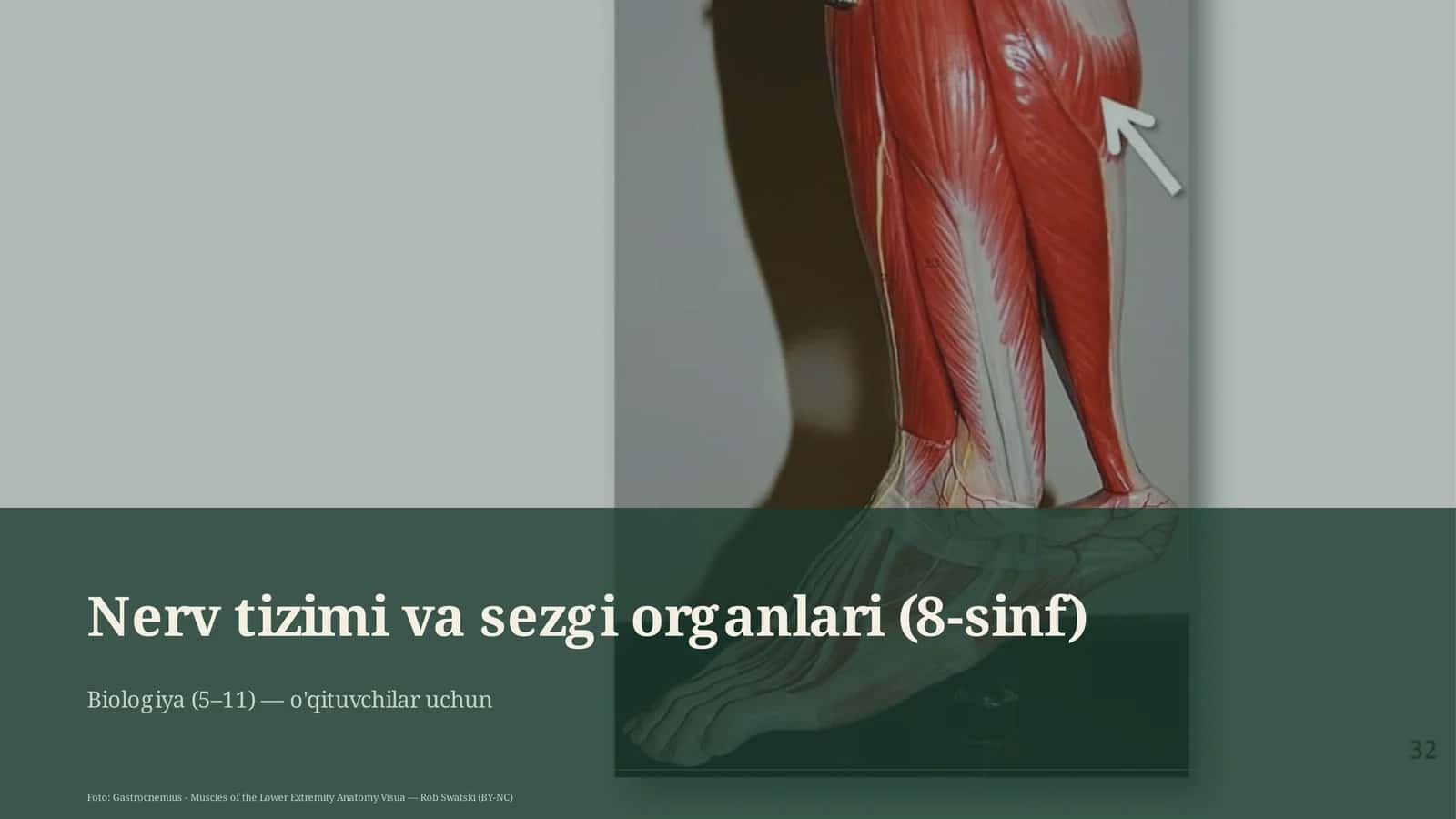 Nerv tizimi va sezgi organlari (8-sinf)