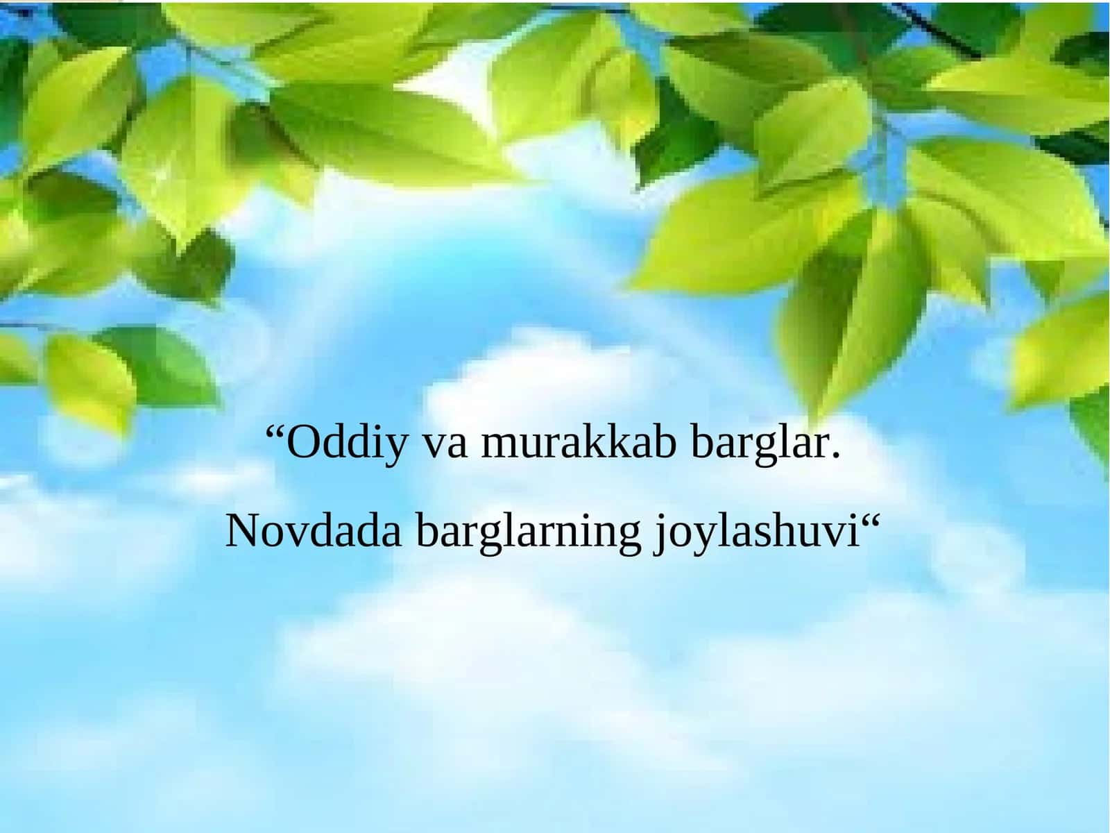 Novdada barglarning joylashuvi