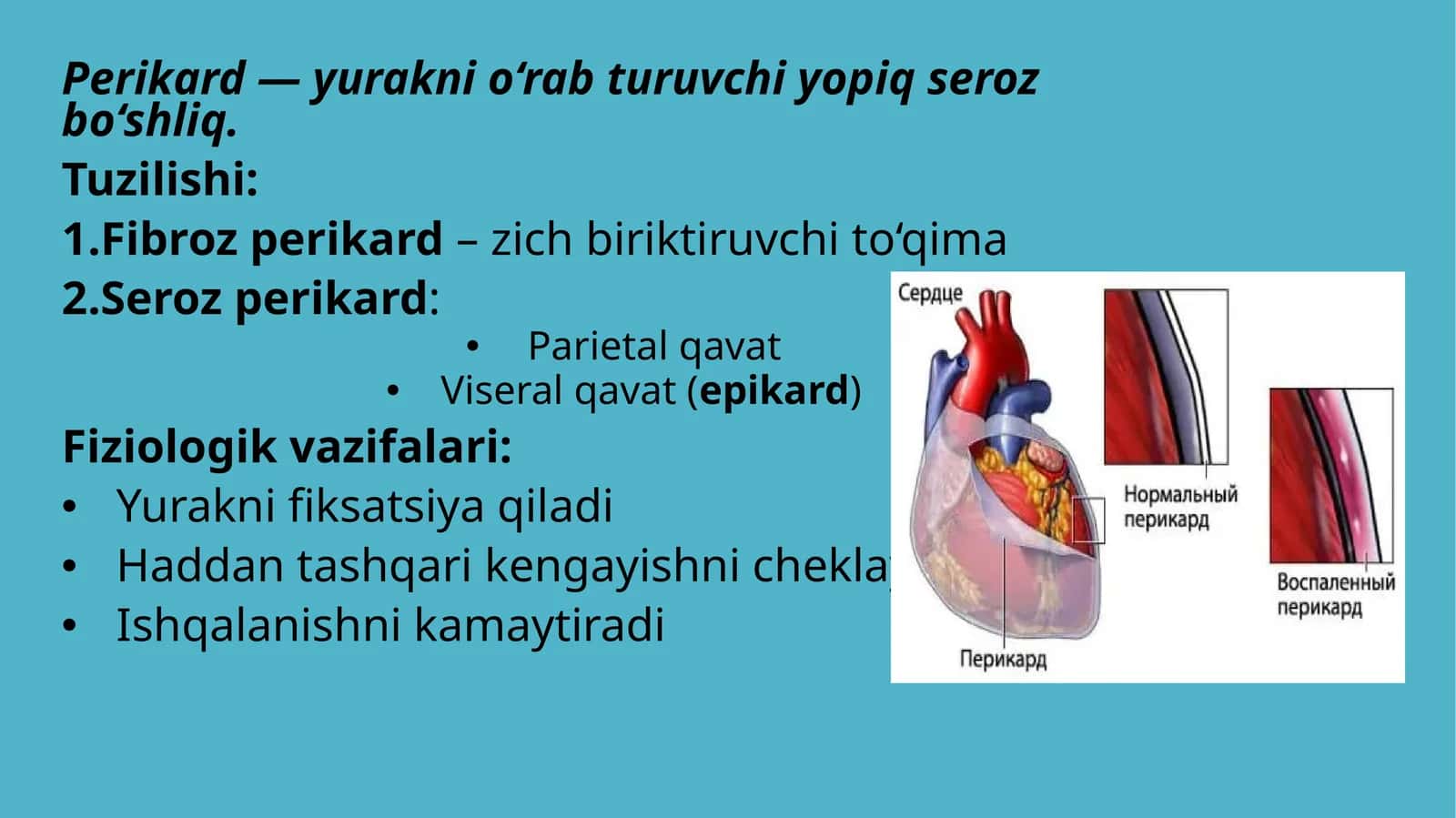 perikard...