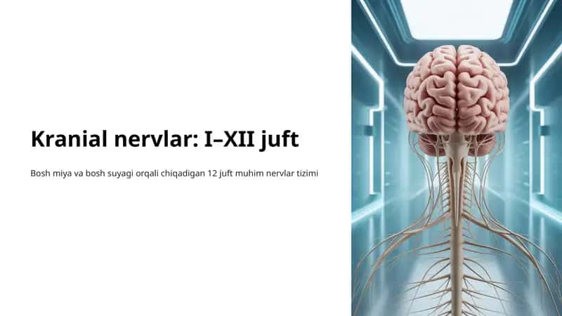 Kranial nervlar: I–XII juft