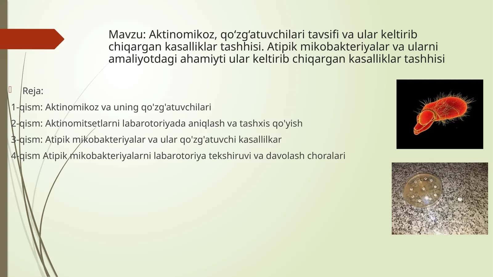 Aktinomikoz va qo‘zg‘atuvchilari