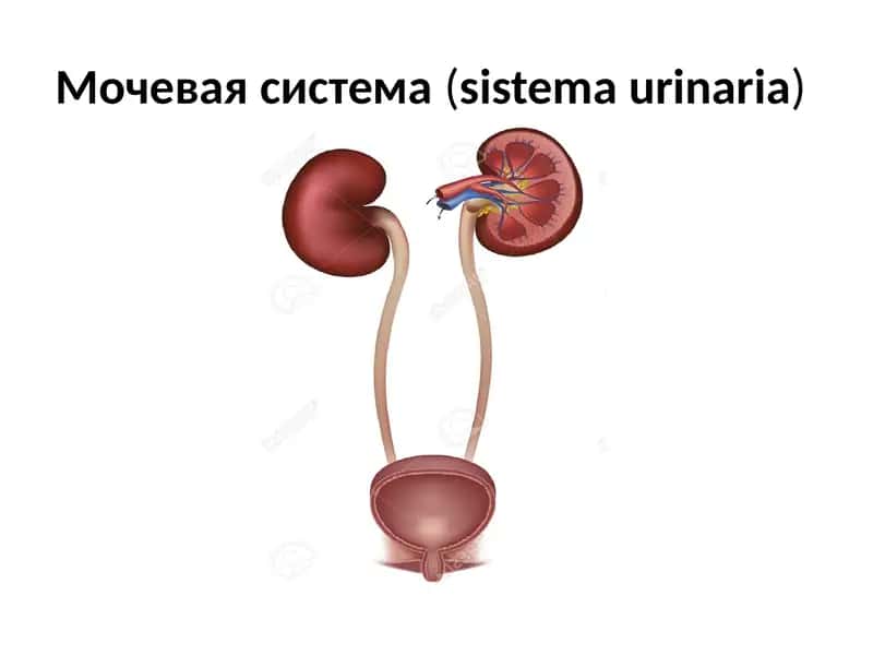 Мочевая система(sistemaurinaria)