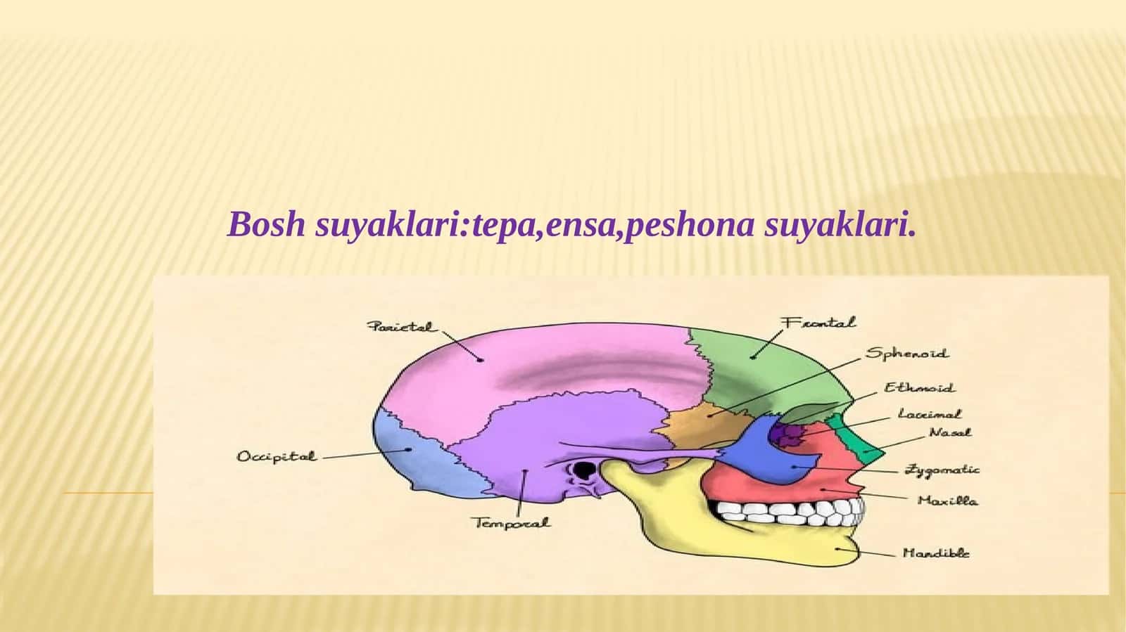 Bosh suyaklari