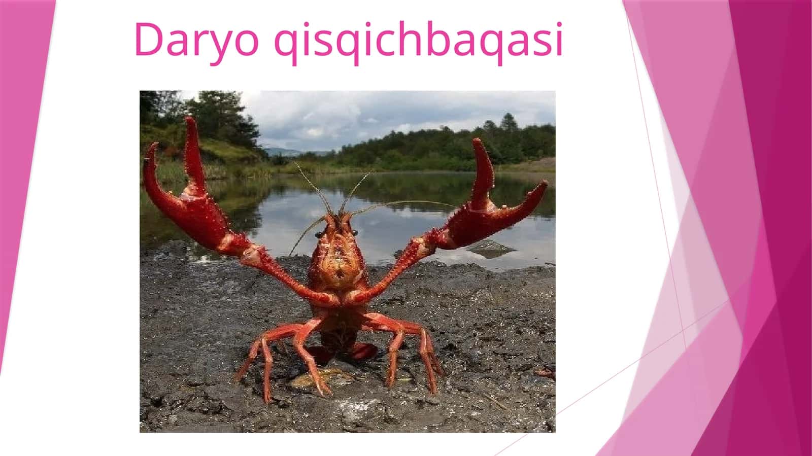 Daryoqisqichbaqasi