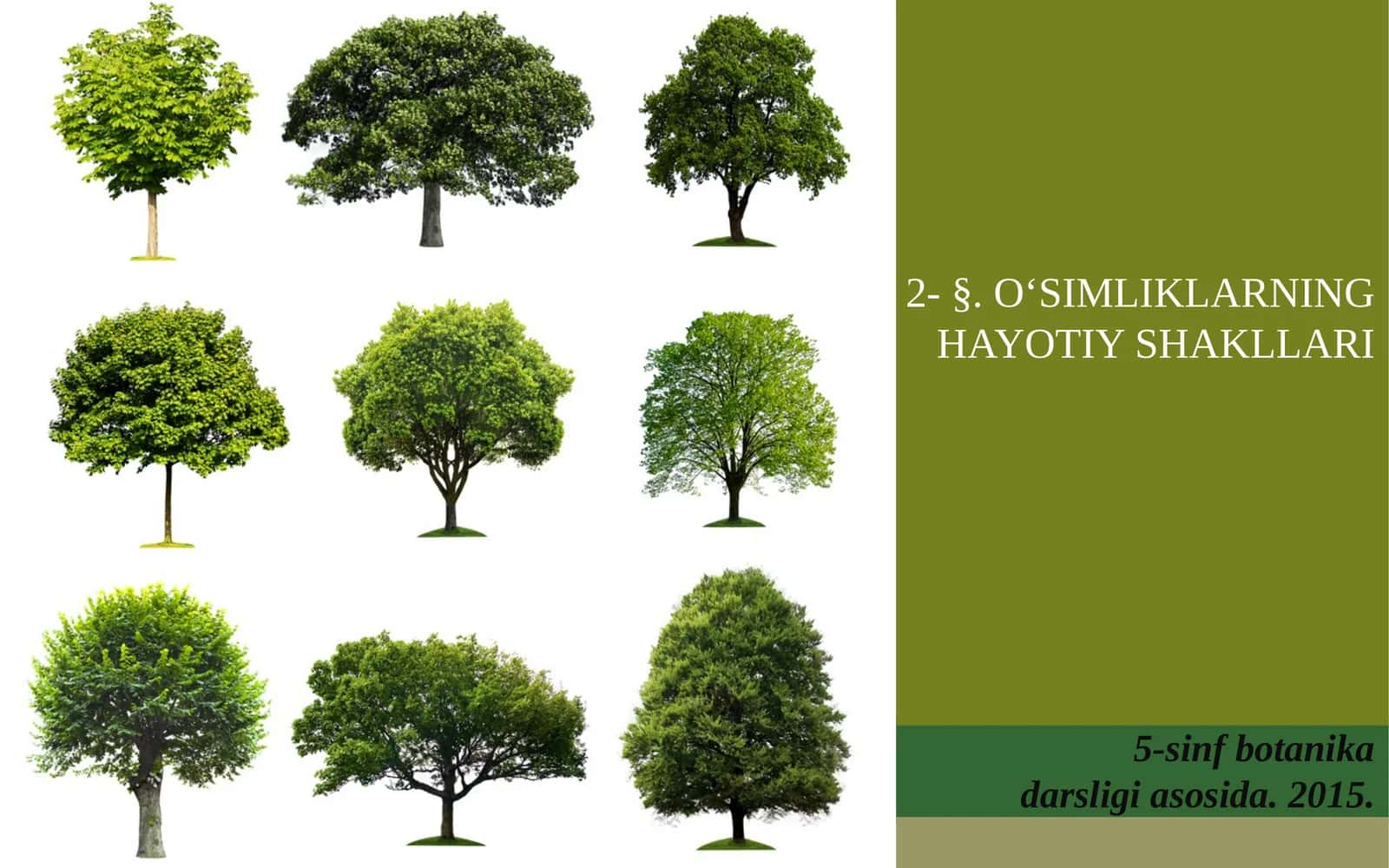 5-sinf Botanika O'simliklarning hayotiy shakllari