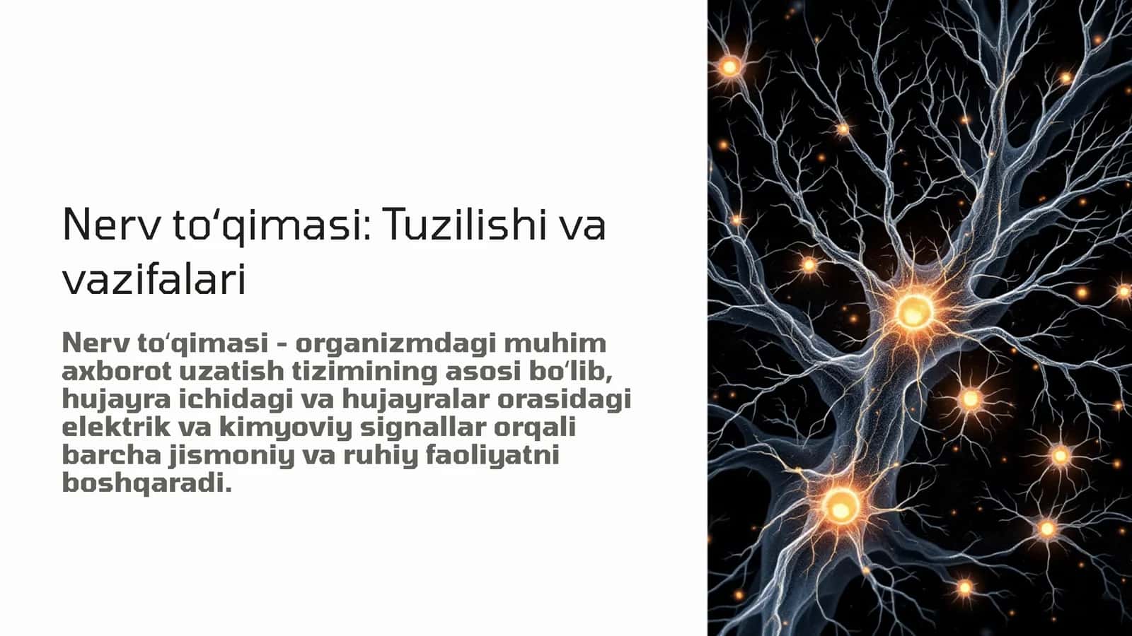 Nerv to'qimasi