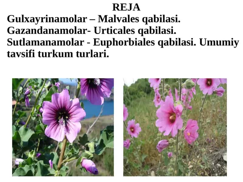 Gulxayrinamolar – Malvales