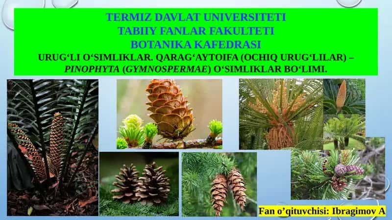 Urug‘li O‘simliklar. Qarag‘aytoifa (Ochiq Urug‘lilar) – Pinophyta(Gymnospermae) O‘simliklar Bo‘limi