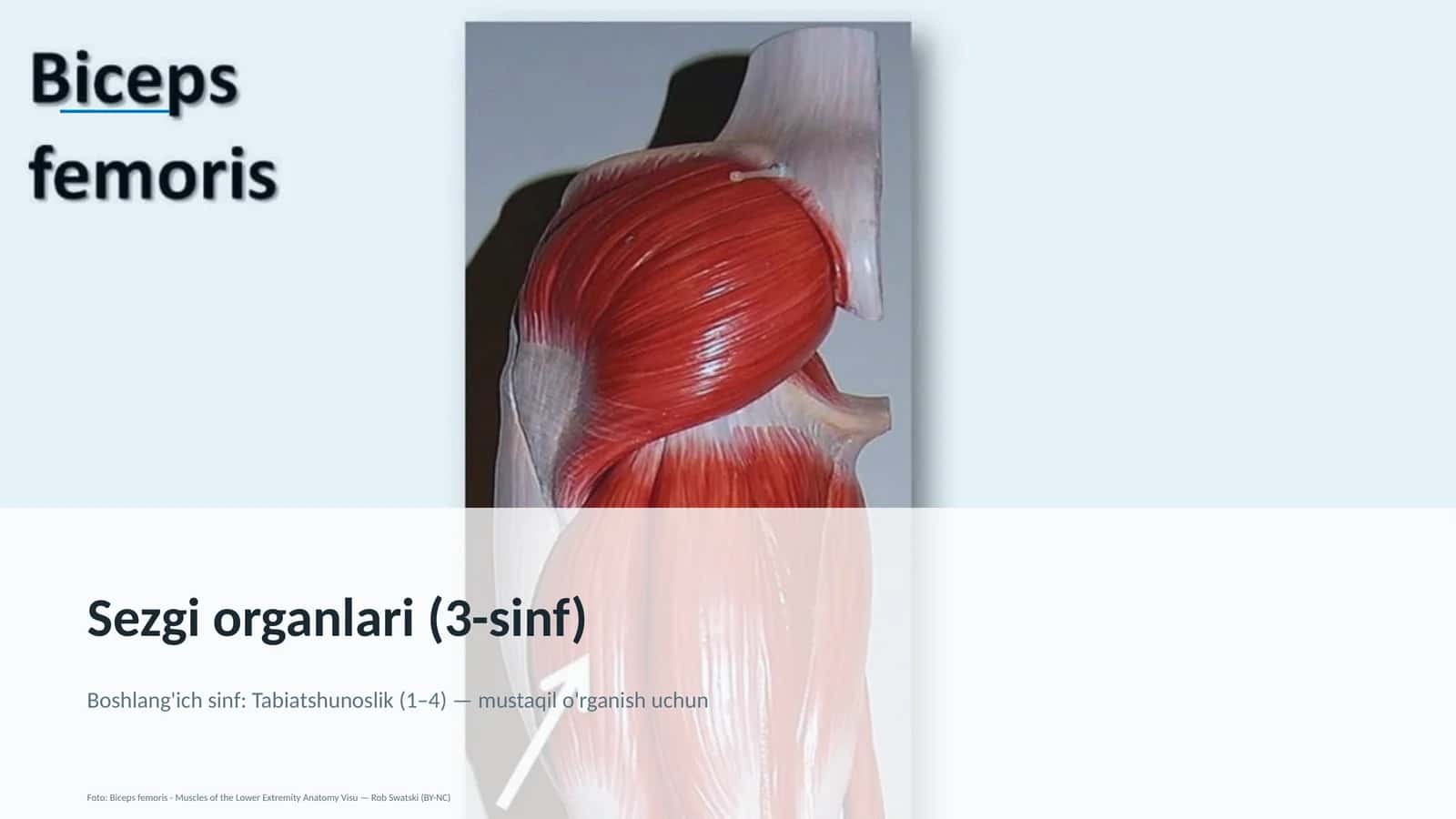 Sezgi organlari (3-sinf)
