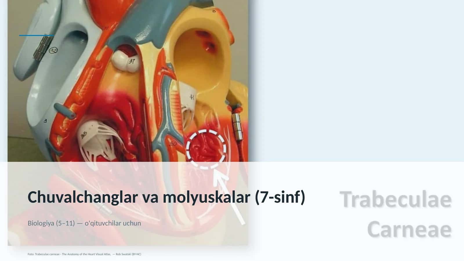 Chuvalchanglar va molyuskalar (7-sinf)
