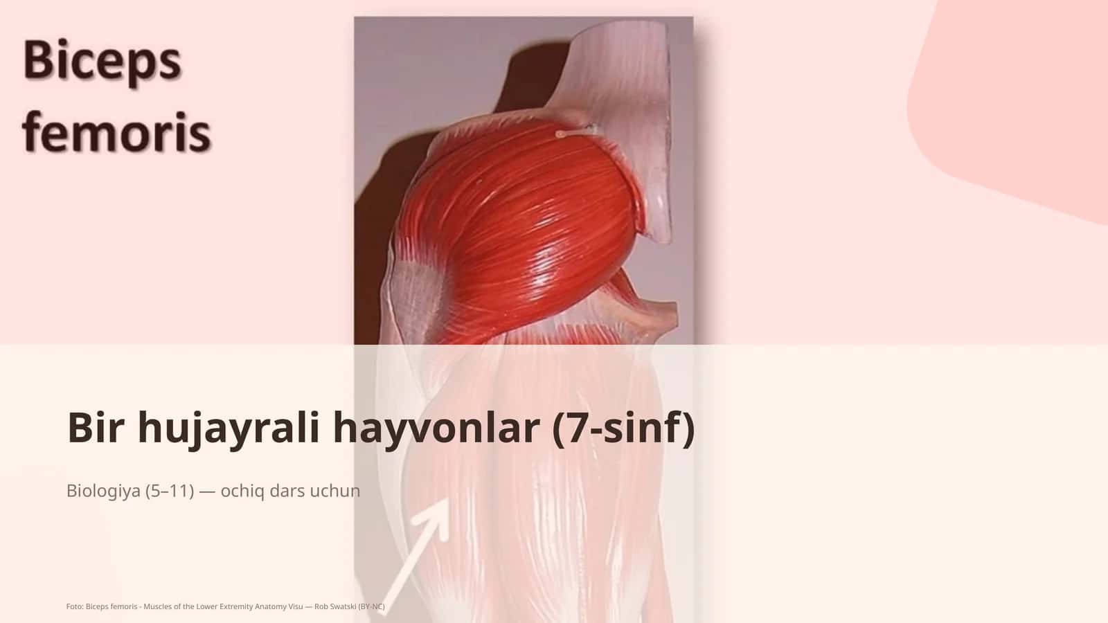 Bir hujayrali hayvonlar (7-sinf)