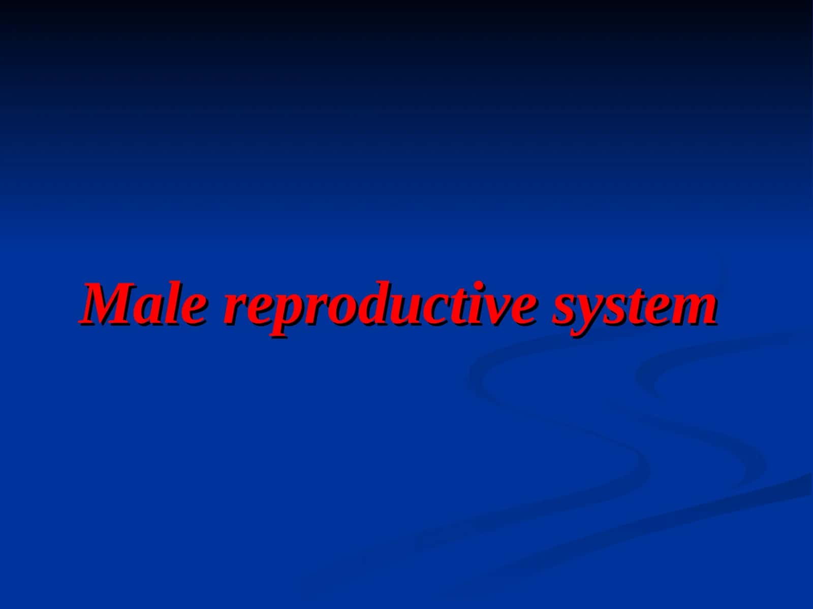 Male reproductive system