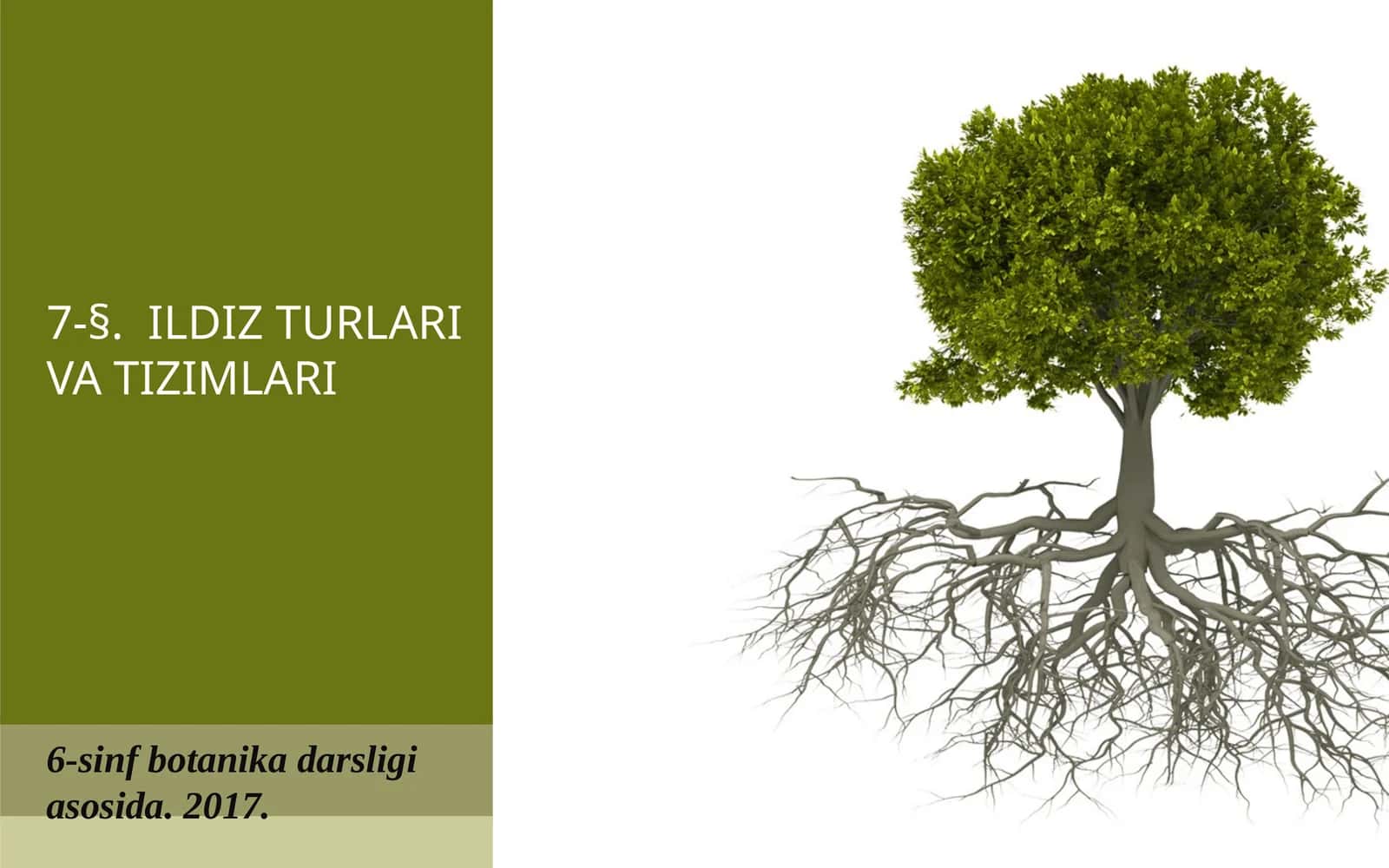 6-sinf Botanika Ildiz turlari va tizimlari