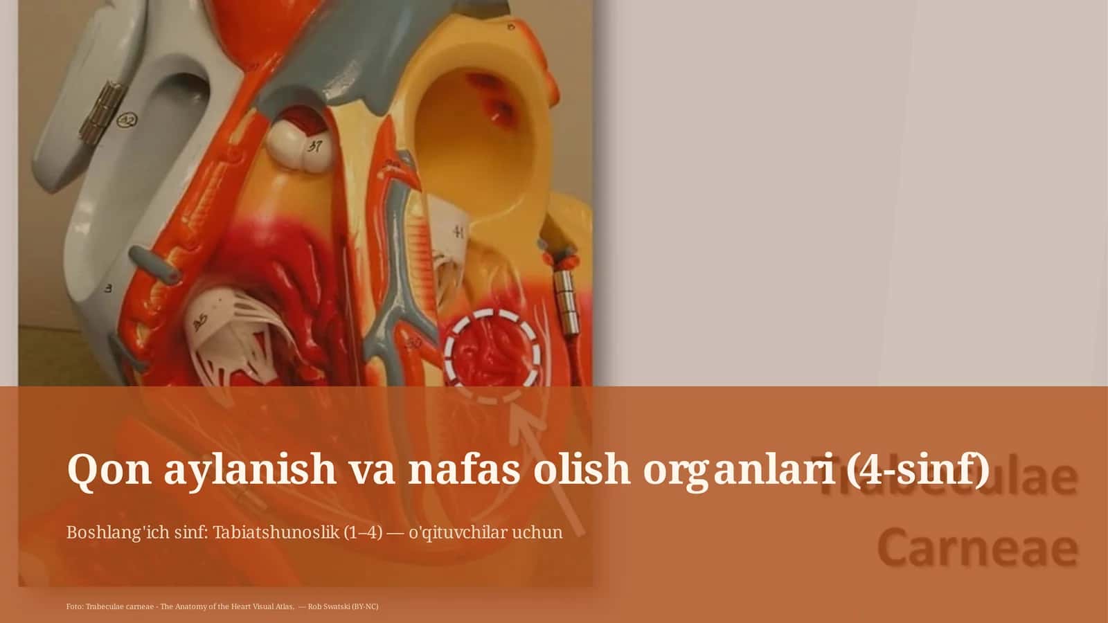 Qon aylanish va nafas olish organlari (4-sinf)