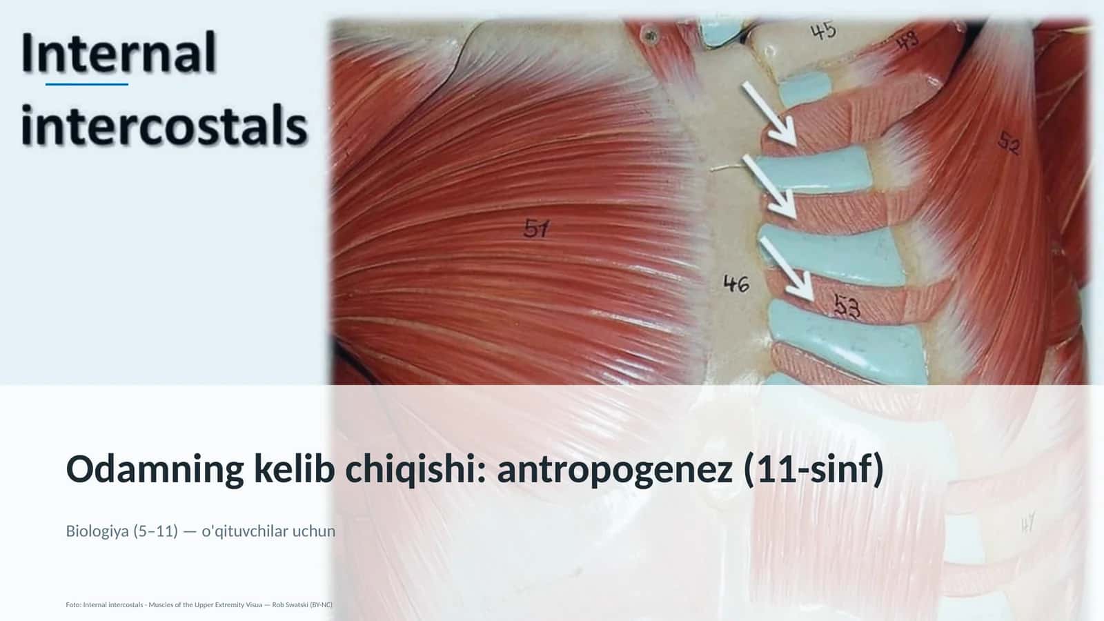 Odamning kelib chiqishi: antropogenez (11-sinf)