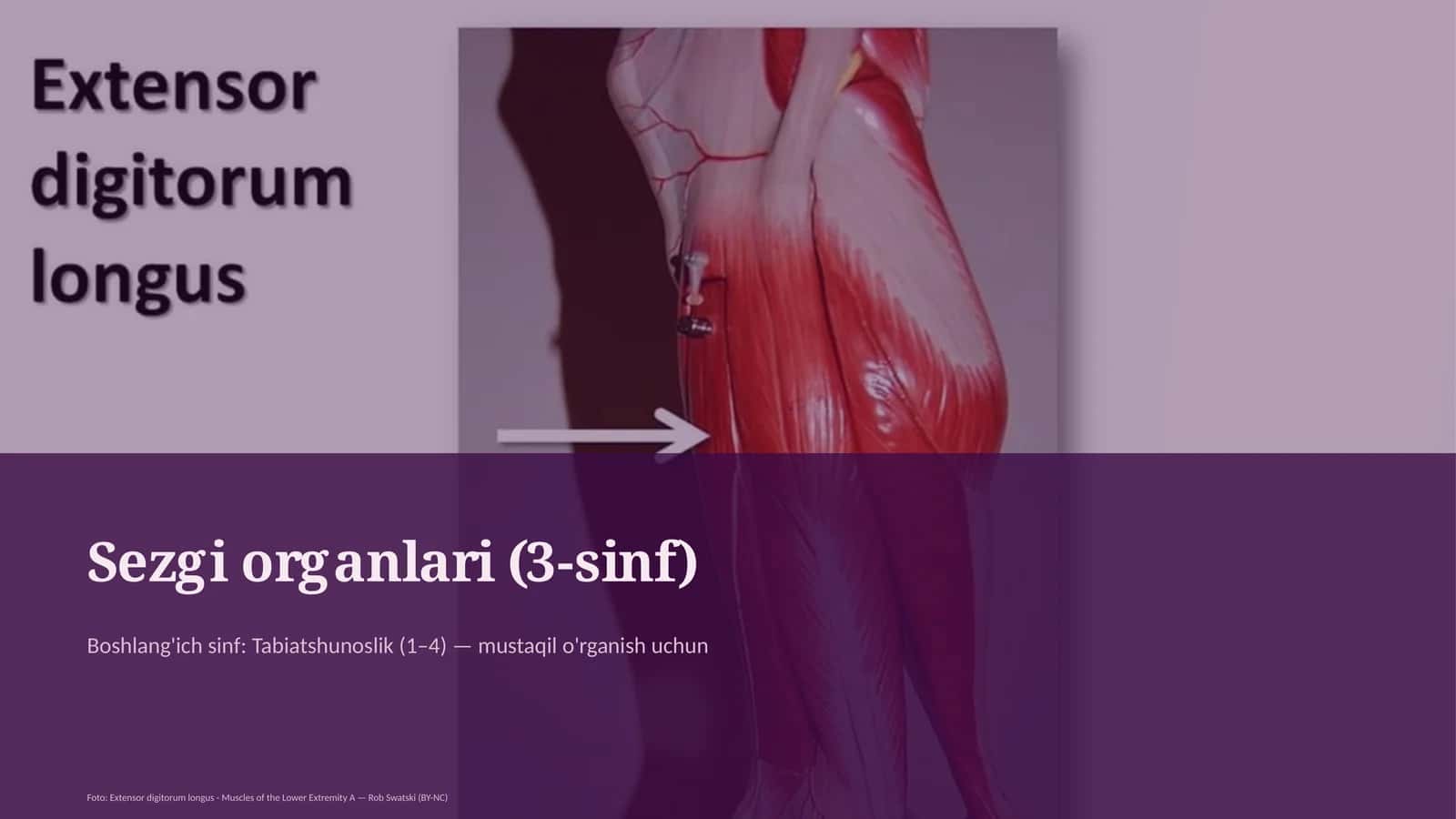Sezgi organlari (3-sinf)