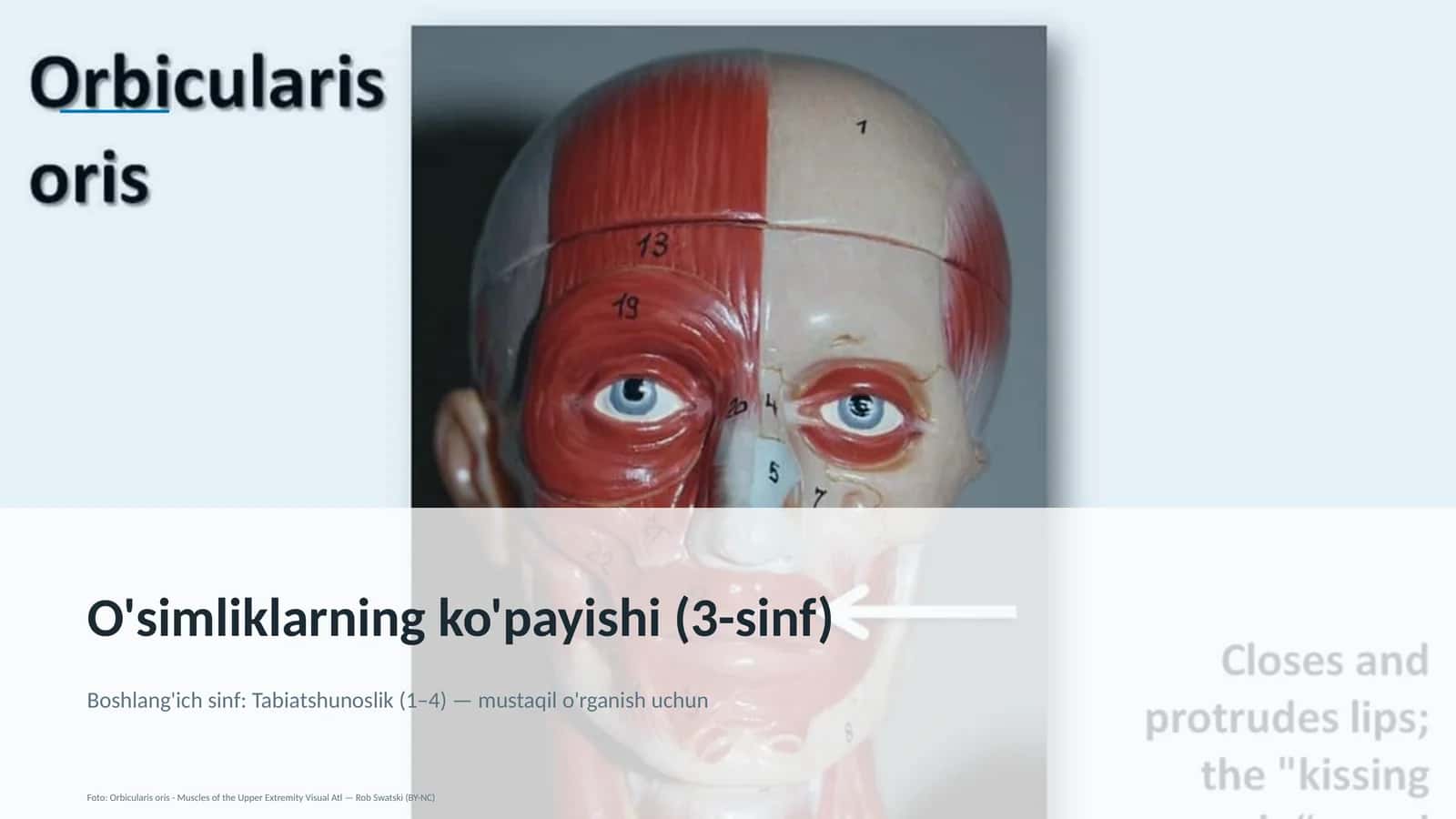 O'simliklarning ko'payishi (3-sinf)