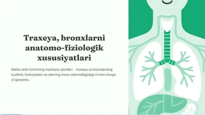 Traxeya, bronxlarni anatomo-fiziologik xususiyatlari