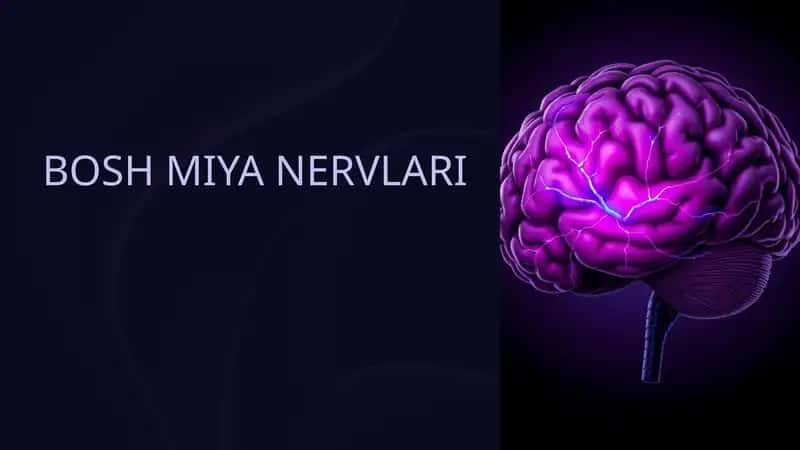 BOSH MIYA NERVLARI