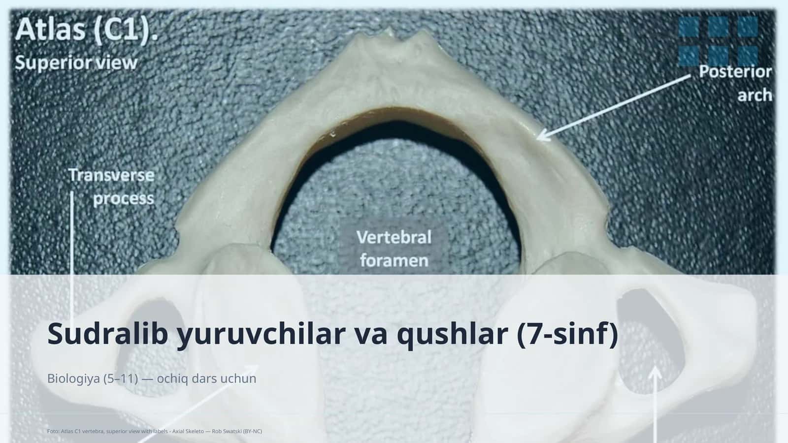 Sudralib yuruvchilar va qushlar (7-sinf)