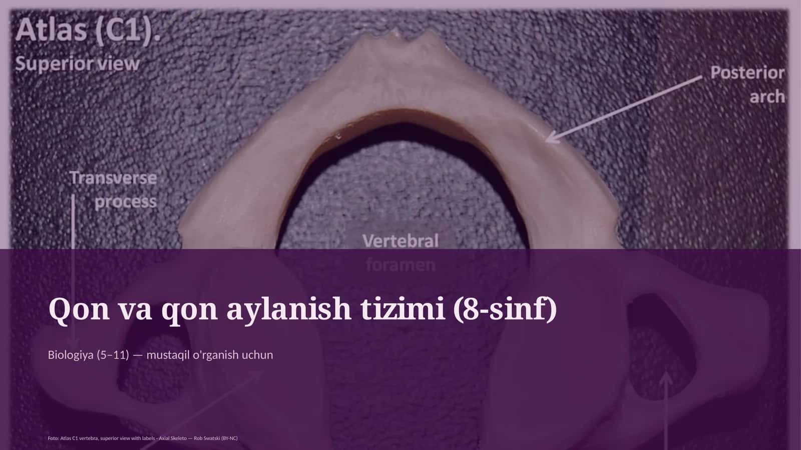 Qon va qon aylanish tizimi (8-sinf)