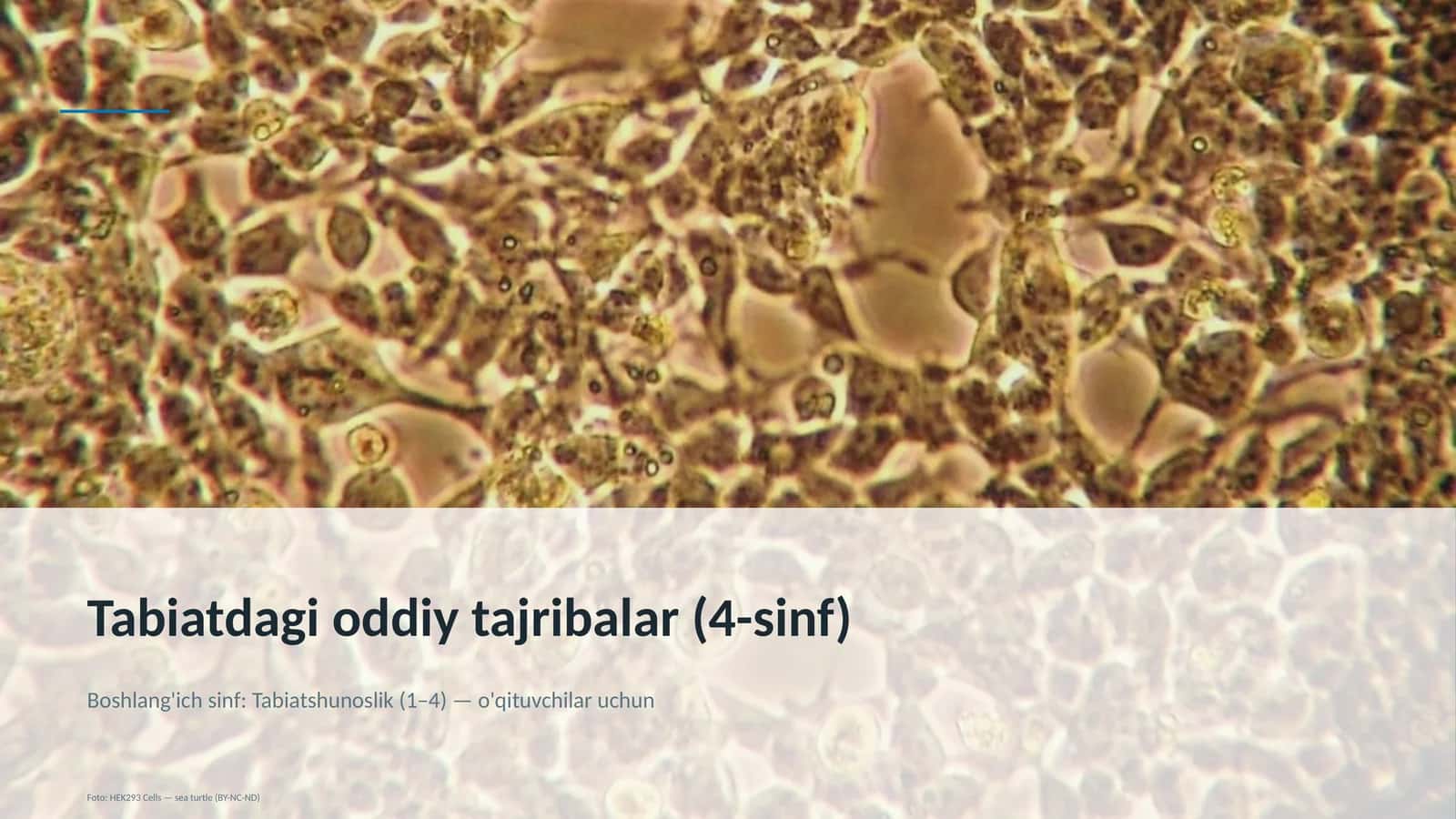 Tabiatdagi oddiy tajribalar (4-sinf)