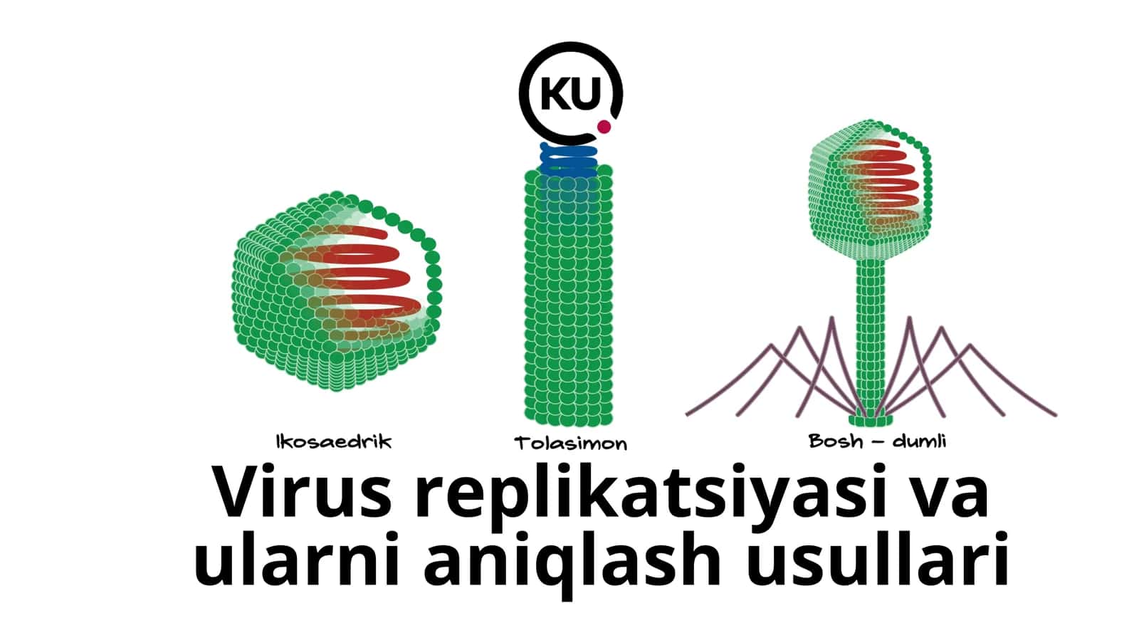 Virus replikatsiyasi va ularni aniqlash usullari