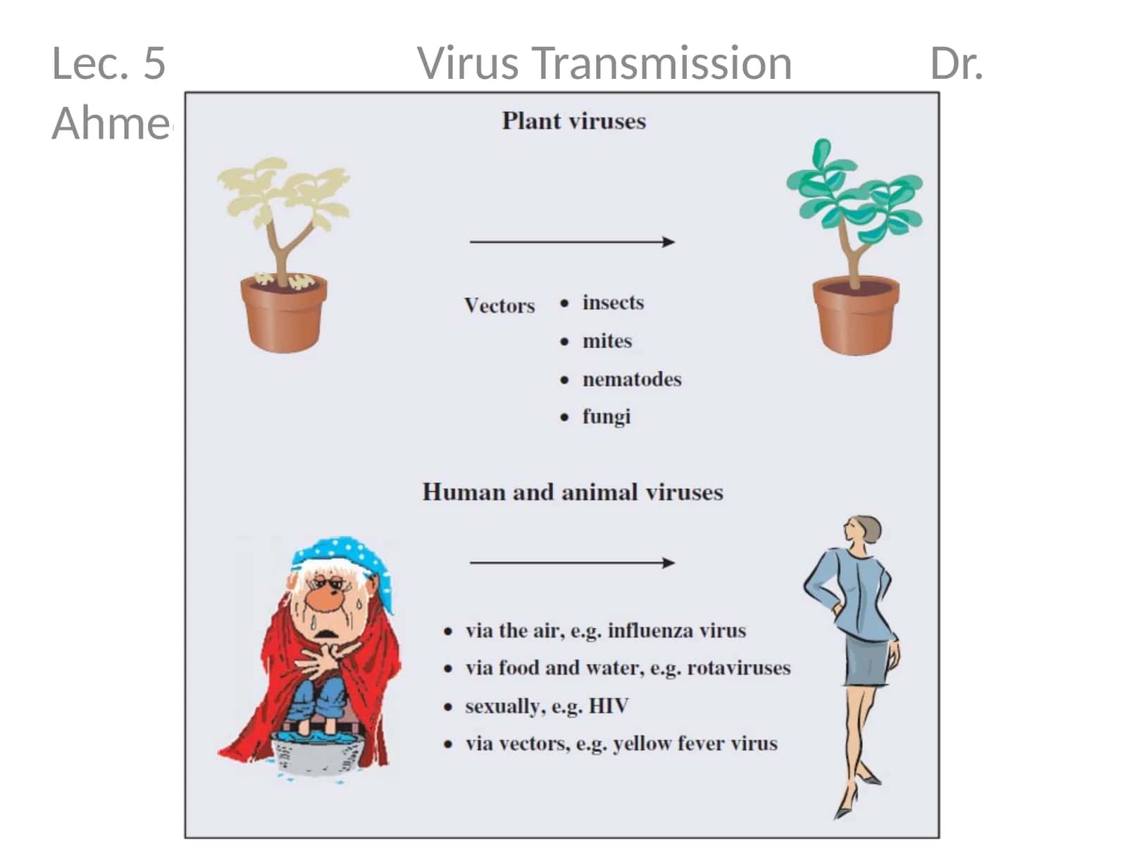 Lec. 5 Virus Transmission Dr. Ahmed K. Ali