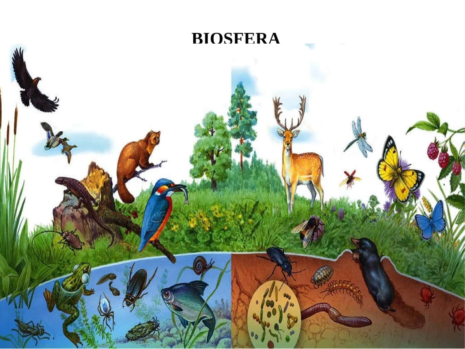 BIOSFERA